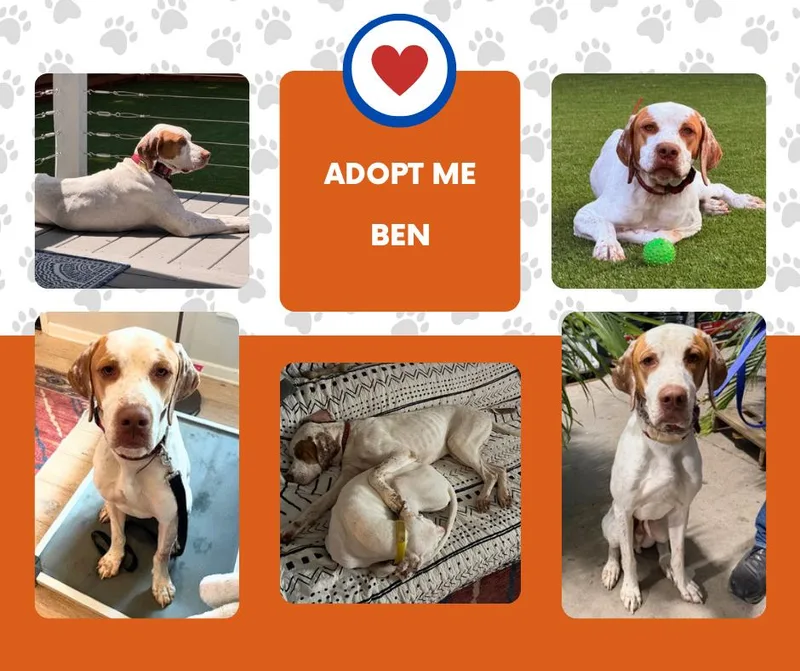 An adult medium-sized male White / Cream English Pointer dog named Ben for adoption in Bridgeton, NJ