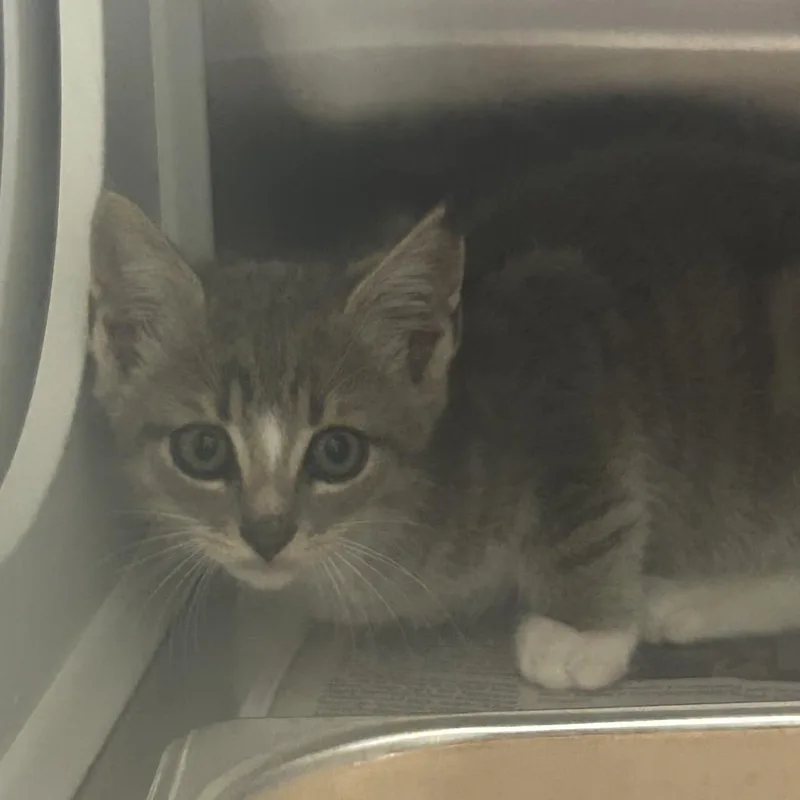 A baby small-sized male Gray / Blue / Silver Domestic Short Hair cat named Floatie for adoption in Chattanooga, TN