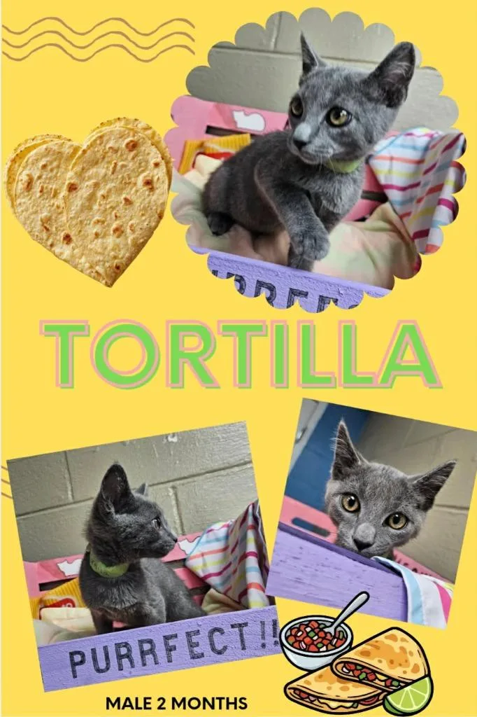 Tortilla