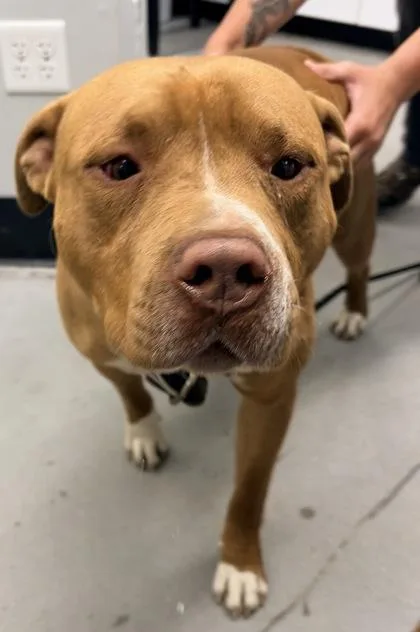 An adult large-sized male Mixed Breed dog named Red Velvet FKA Dog for adoption in West Chester, PA