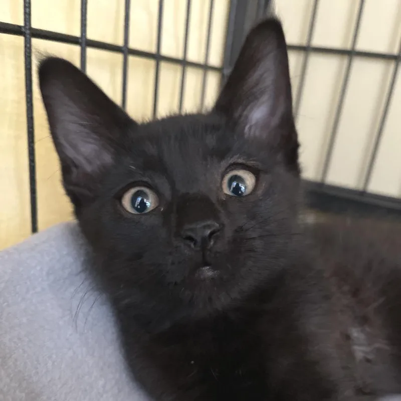 A baby small-sized male Black Domestic Medium Hair cat named Griffin for adoption in Long Beach, CA