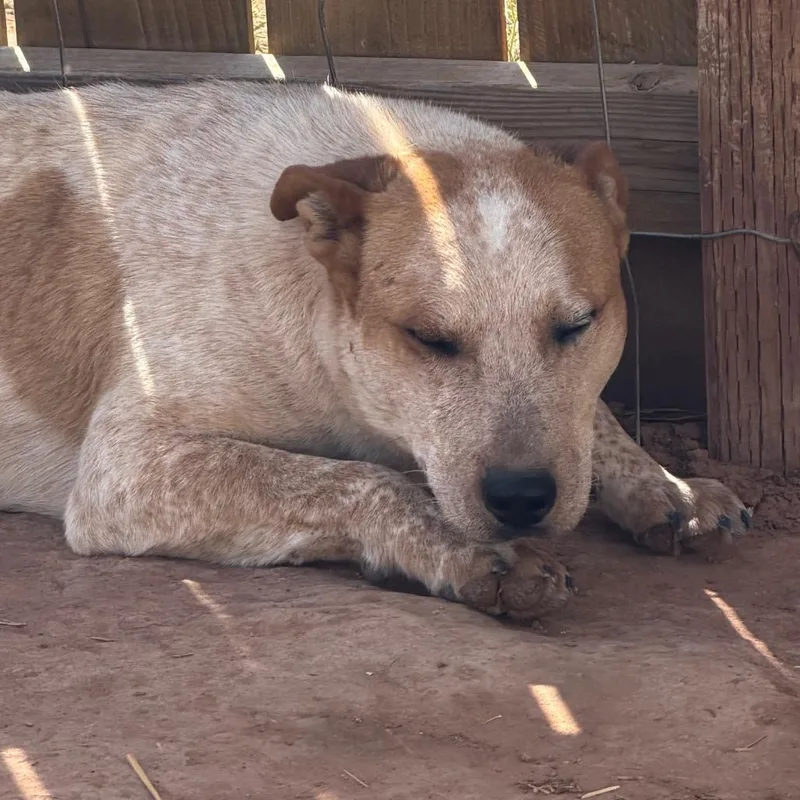 Jake Jake thumbnail 2