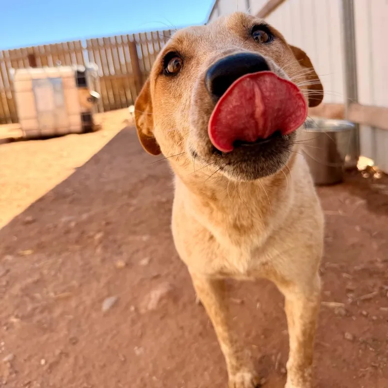 Jake Jake thumbnail 4