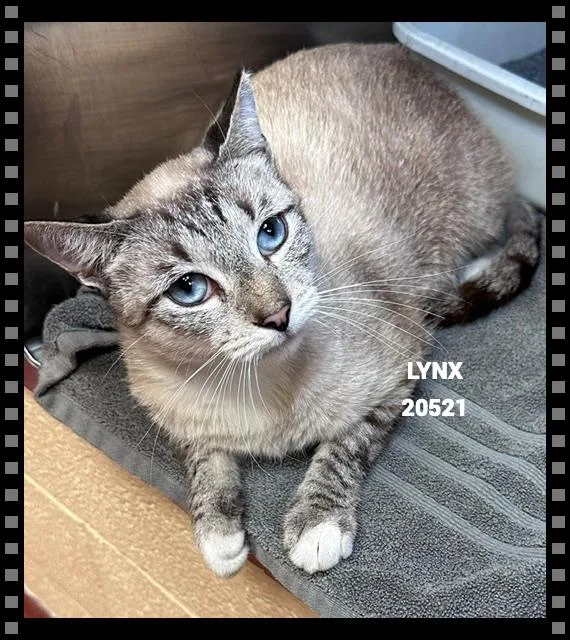 An adult medium-sized male Chocolate Point Domestic Medium Hair cat named Lynx for adoption in Marietta, GA
