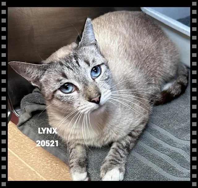 Lynx thumbnail 2