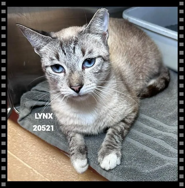 Lynx thumbnail 4