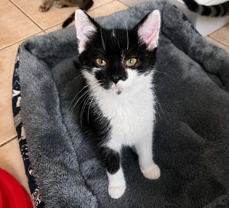 A young medium-sized male Domestic Short Hair cat named Simon Months for adoption in Sterling, MA