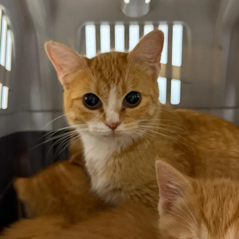 A young medium-sized female Orange / Red Domestic Short Hair cat named Shimmer for adoption in DeKalb, IL