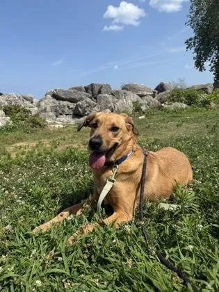 A baby large-sized male Dutch Shepherd dog named Edison for adoption in Morton Grove, IL
