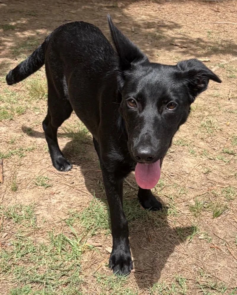 A baby small-sized female Shepherd dog named Athena for adoption in Little Rock, AR