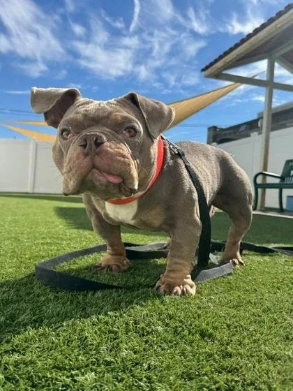 An adult medium-sized male American Bully dog named Bilbo for adoption in Downers Grove, IL