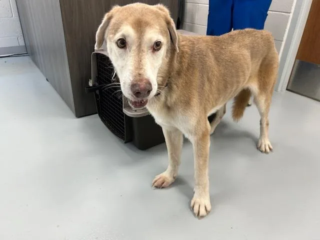 An adult large-sized male Labrador Retriever dog named Buddy for adoption in Ocala, FL