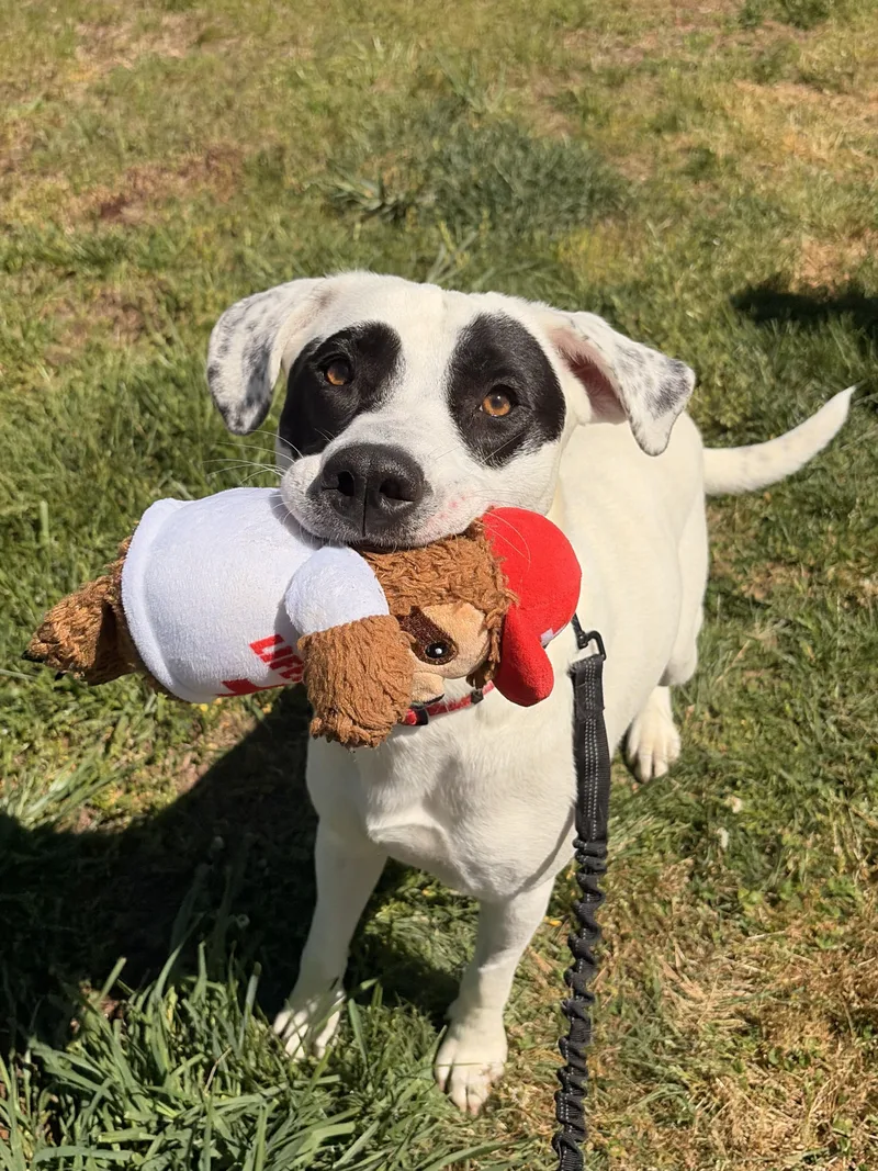 An adult large-sized male White / Cream Mixed Breed dog named Pogo for adoption in Franklin, NC