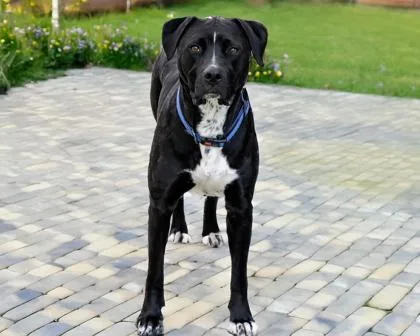 An adult large-sized male Labrador Retriever dog named Cooper for adoption in Camano Island, WA
