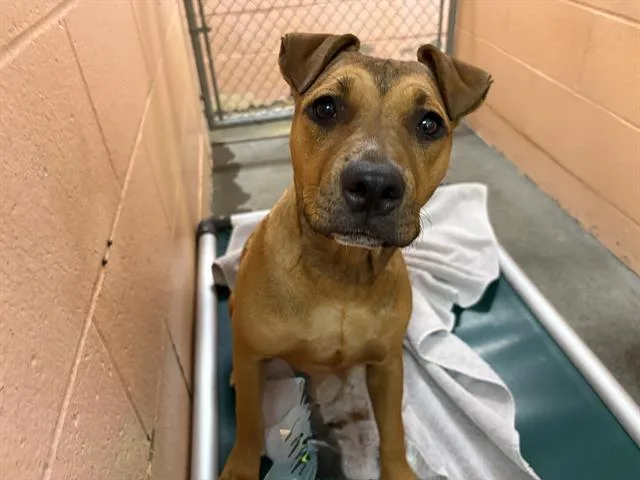 A young medium-sized female Terrier dog named Goldie for adoption in Fairfield, CA