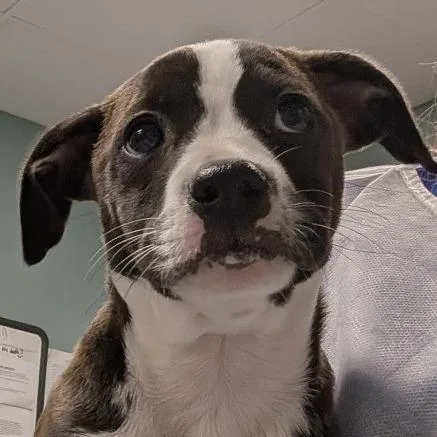 A baby small-sized female Brown / Chocolate Retriever dog named Chenta for adoption in Greenville, SC