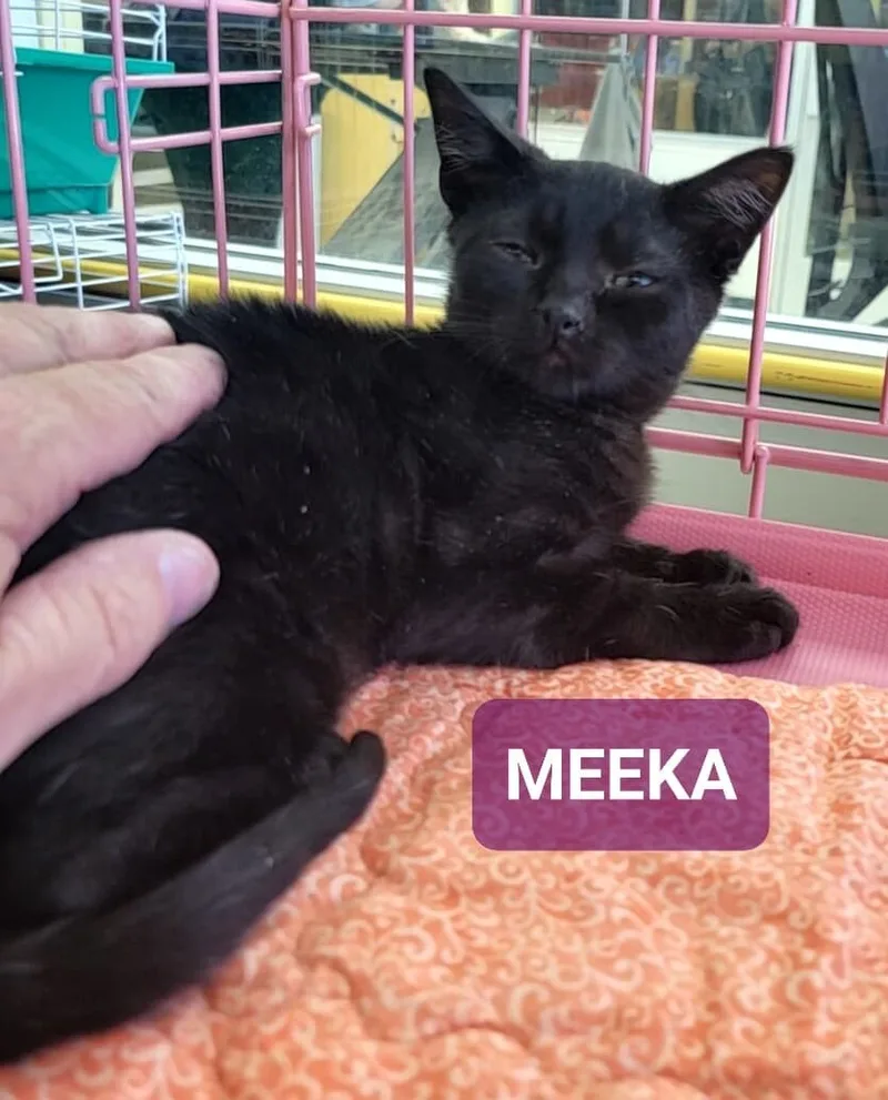 Meeka thumbnail 5