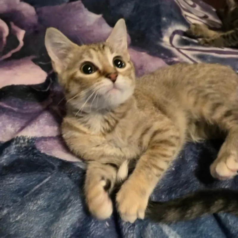 A young medium-sized female Domestic Short Hair cat named Mousse FC JP for adoption in Union, MO