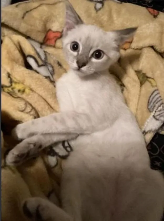 A baby small-sized female Siamese cat named Harlee for adoption in San Jacinto, CA