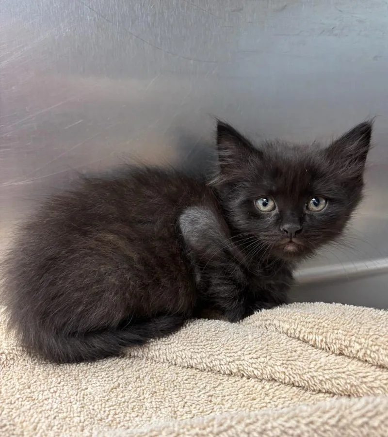 A baby small-sized male Domestic Medium Hair cat named Lee for adoption in Liverpool, NY