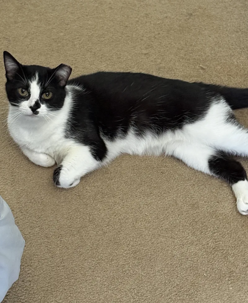 An adult medium-sized female Black & White / Tuxedo Domestic Short Hair cat named Microwave for adoption in Alexandria, VA