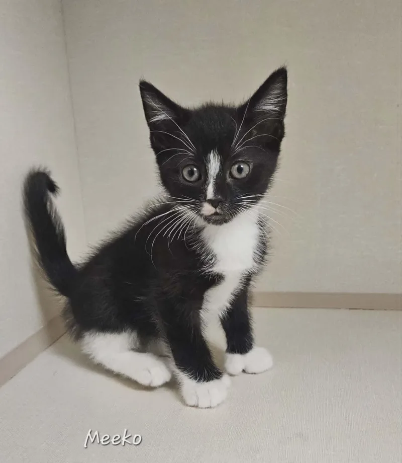 A baby large-sized male Black & White / Tuxedo Domestic Short Hair cat named Meeko for adoption in Wapakoneta, OH