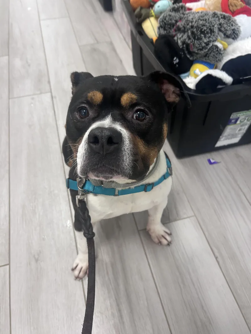 An adult medium-sized male Black Bulldog dog named Rocco for adoption in Maidens, VA