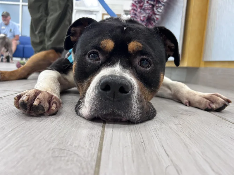 Rocco thumbnail 5