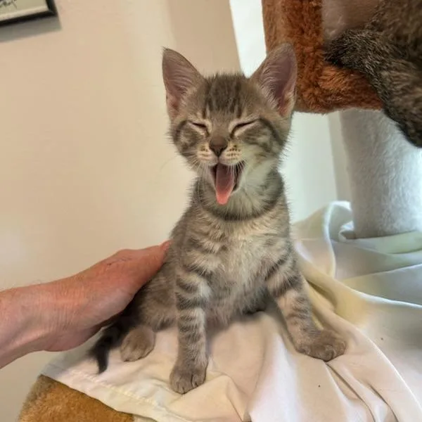 A baby small-sized male Gray / Blue / Silver Domestic Short Hair cat named Thistle for adoption in Houston, TX