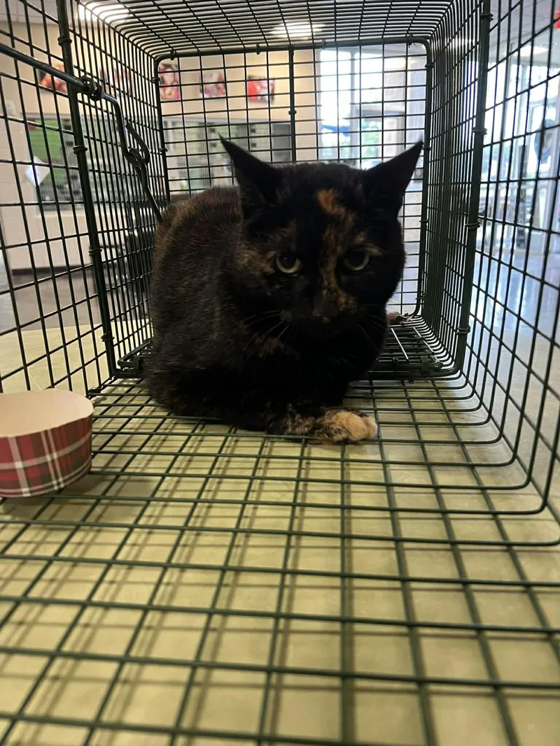 A senior medium-sized female Domestic Short Hair cat named Tory for adoption in Rockwall, TX