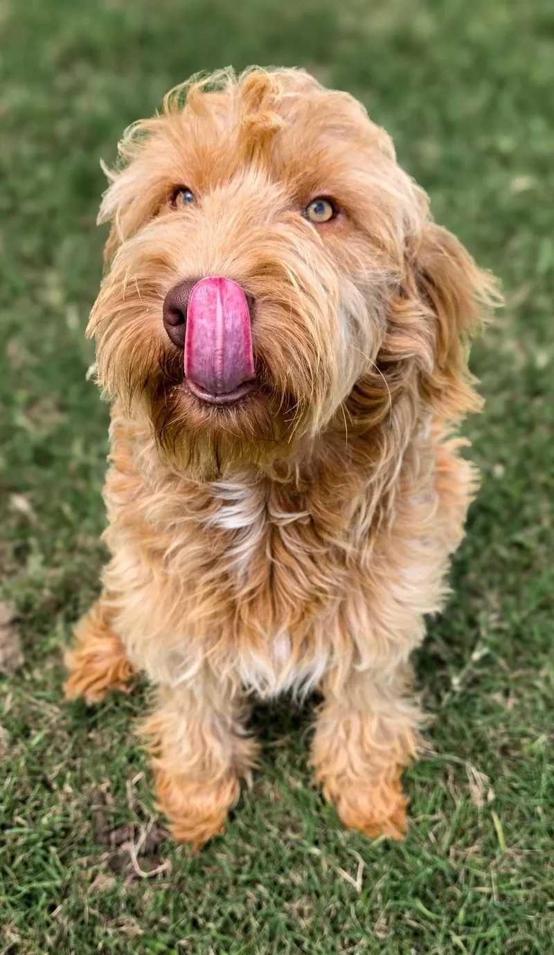 Ralphie thumbnail 3