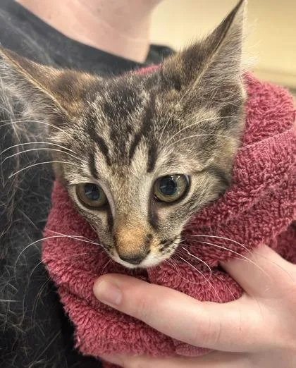 A baby small-sized male Domestic Short Hair cat named Churro for adoption in Fishers, IN