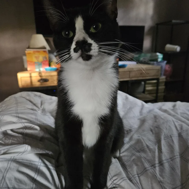 Sweet Oreo Cookie thumbnail 4