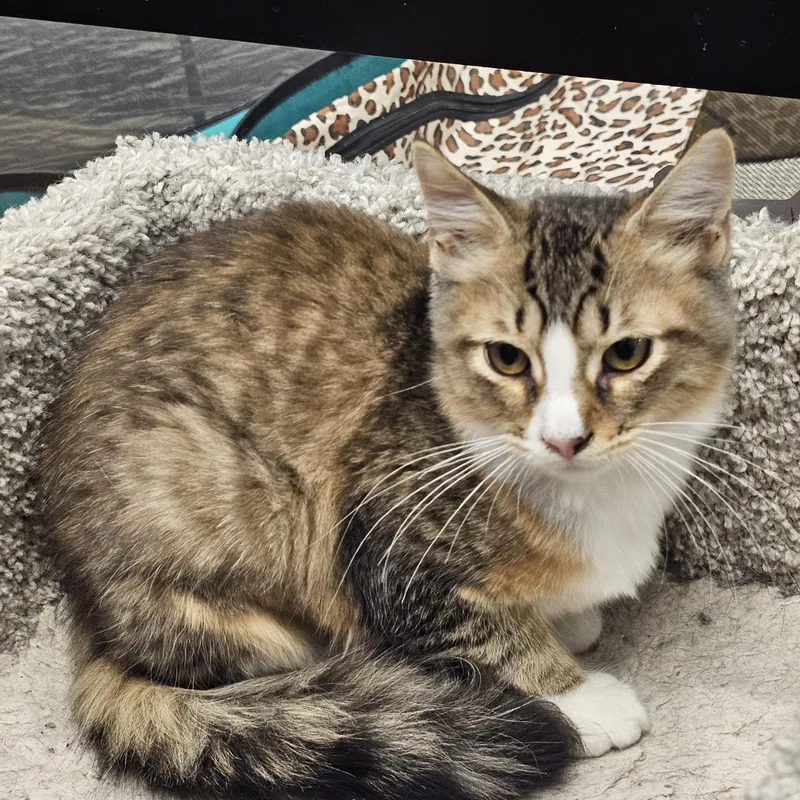 A baby medium-sized female Tabby (Brown / Chocolate) Domestic Long Hair cat named Muzzy for adoption in Richmond, VA