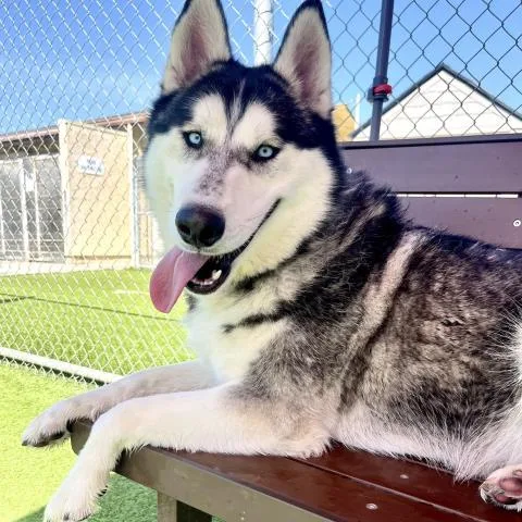 An adult large-sized male Siberian Husky dog named Mikhail for adoption in Camarillo, CA
