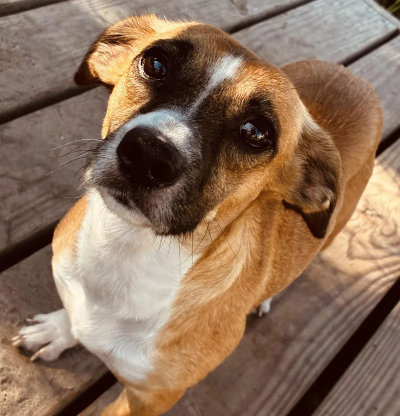 An adult small-sized female Bicolor Mixed Breed dog named Kyra for adoption in New Port Richey, FL
