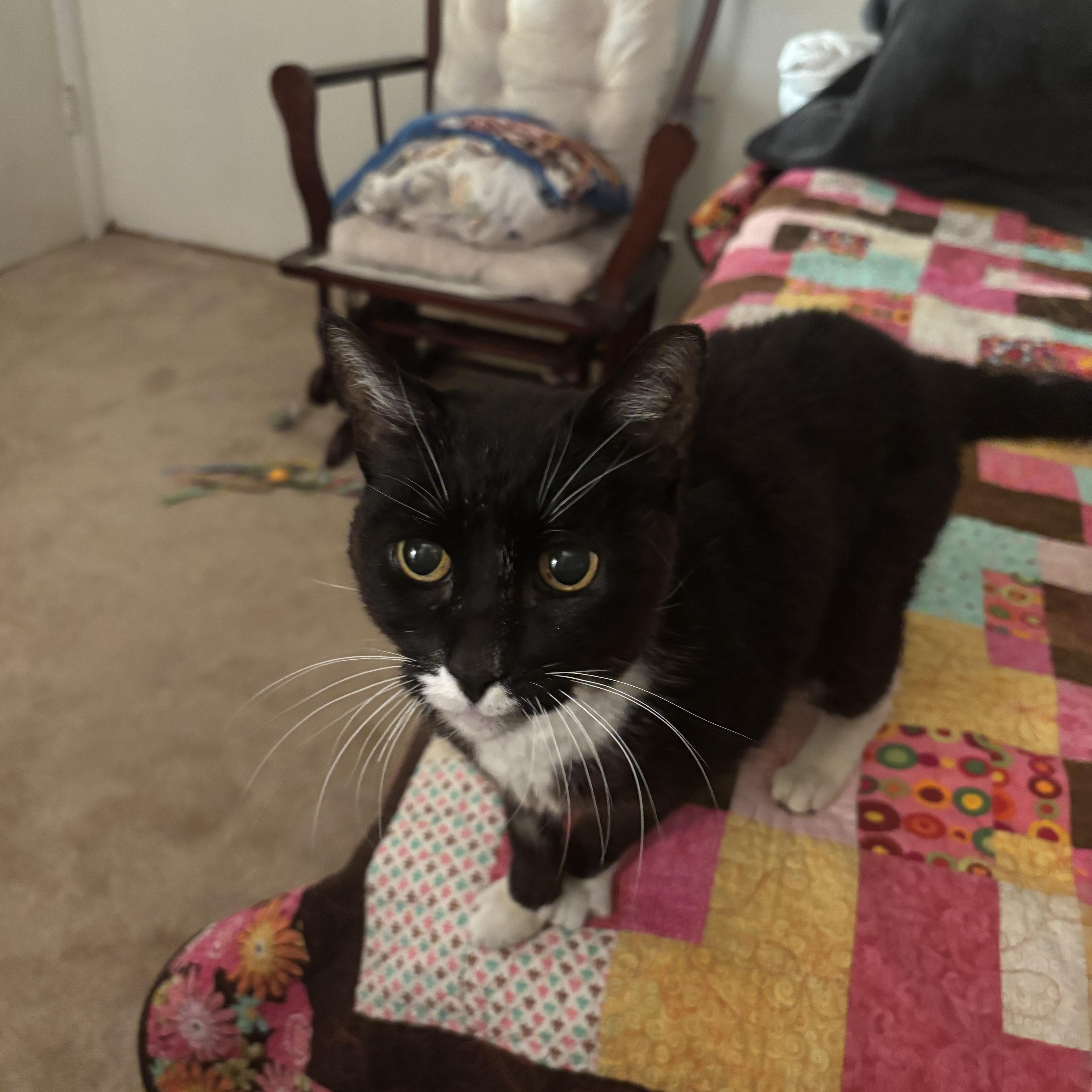 An adult medium-sized female Black & White / Tuxedo Domestic Short Hair cat named Tootsie for adoption in Stockton, CA