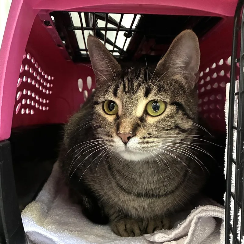 A young medium-sized female Brown / Chocolate Domestic Short Hair cat named Carmen for adoption in Skokie, IL