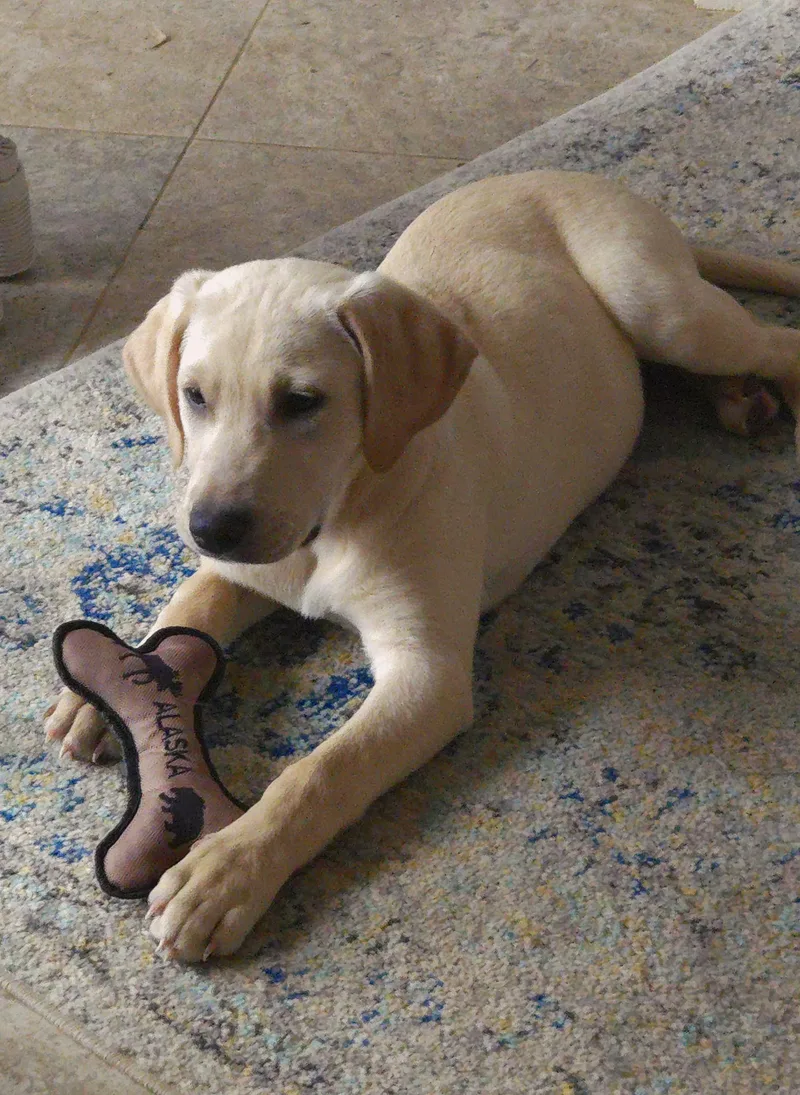 A baby large-sized male Yellow / Tan / Blond / Fawn Labrador Retriever dog named Wonka for adoption in Indianapolis, IN