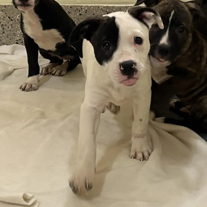 A baby medium-sized female White / Cream Mixed Breed dog named Coral for adoption in Pensacola, FL
