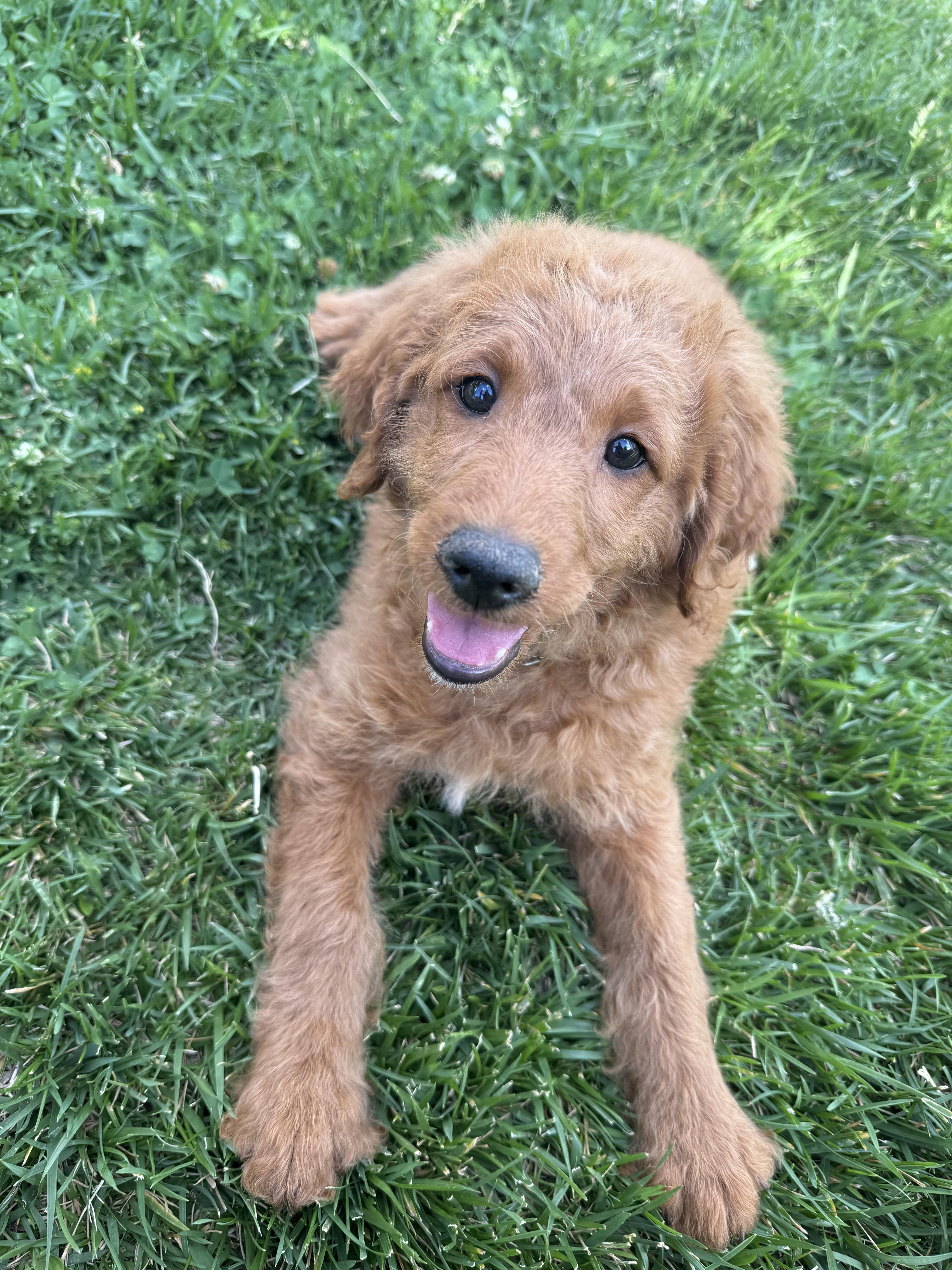 A baby medium-sized male Poodle dog named Mulligan for adoption in Aurora, CO
