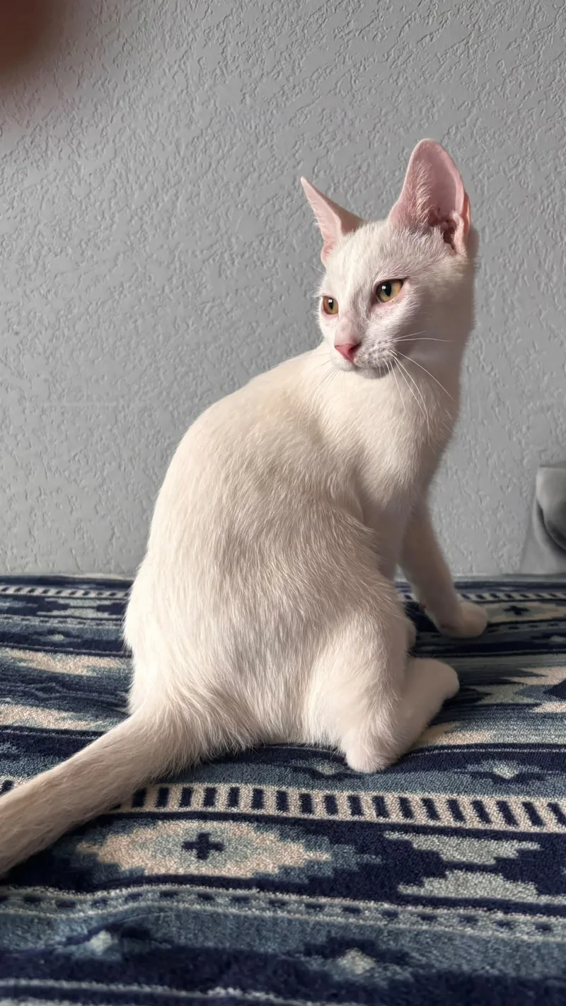 A baby small-sized female Domestic Short Hair cat named Alaska for adoption in San Juan, PR