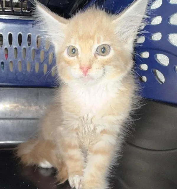 A baby small-sized male Domestic Short Hair cat named Ranger for adoption in San Diego, CA