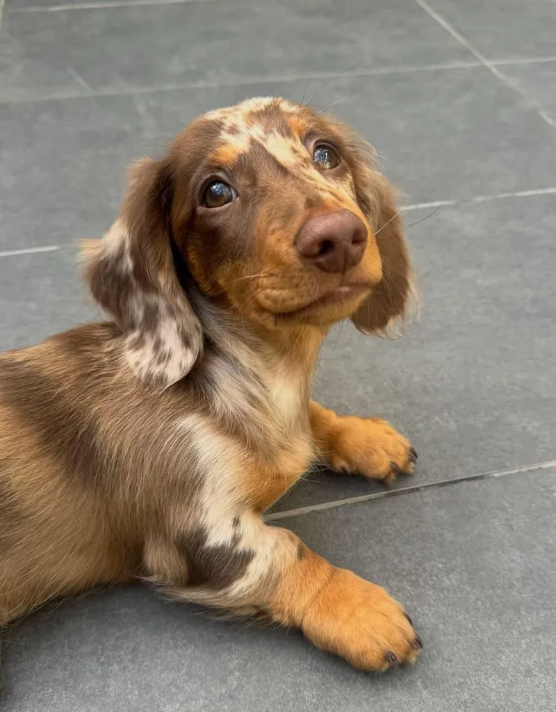 A young small-sized male Dachshund dog named Quaker for adoption in Longmont, CO