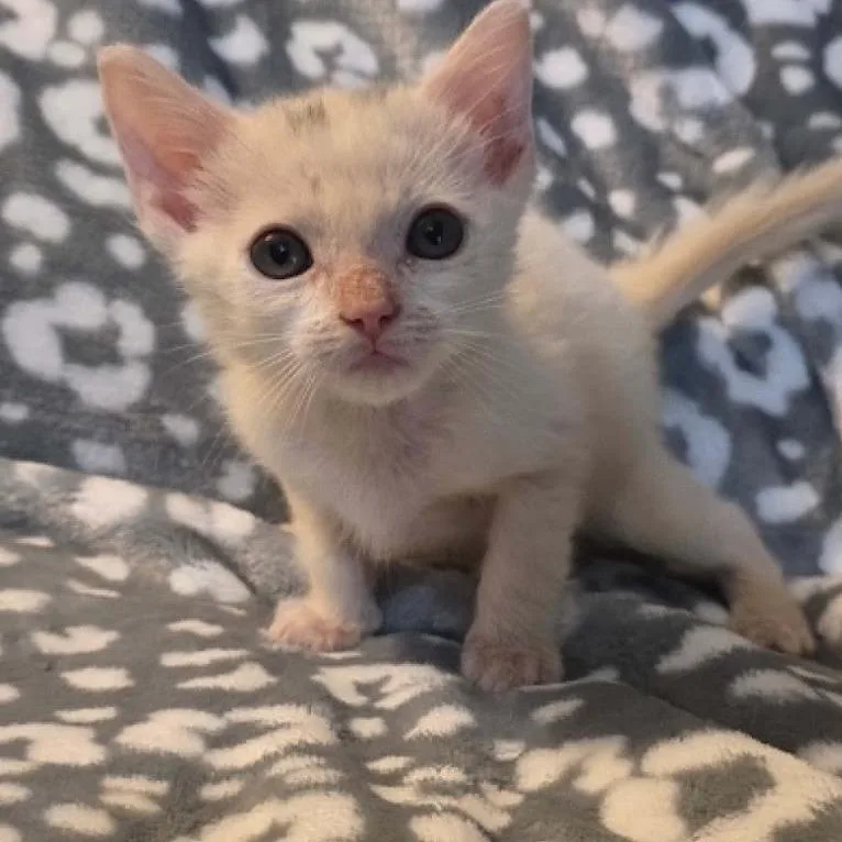 A baby small-sized male White Domestic Short Hair cat named Sasquatch for adoption in South Elgin, IL