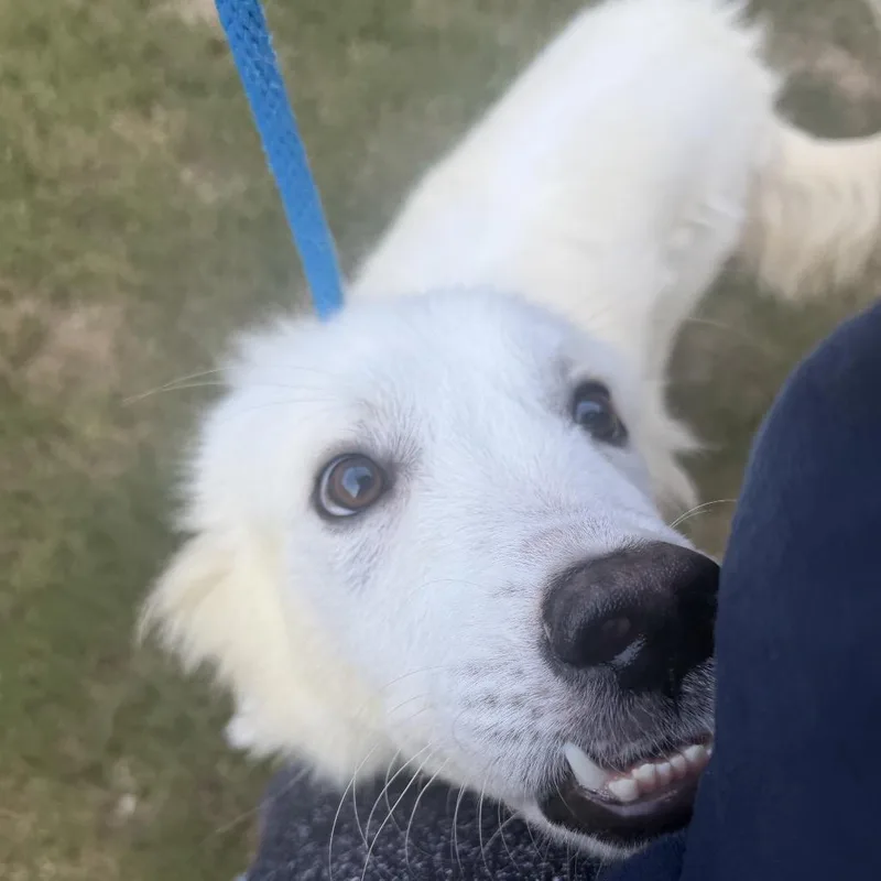 Hugo