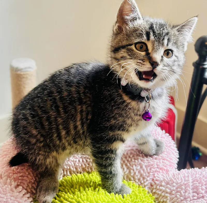 Mary Jane thumbnail 2