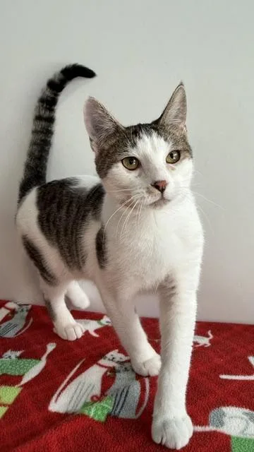 An adult medium-sized male Domestic Short Hair cat named Leo for adoption in Sultan, WA