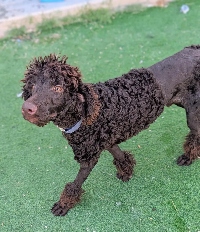 A baby large-sized male Standard Poodle dog named Koco Moe for adoption in Chandler, AZ