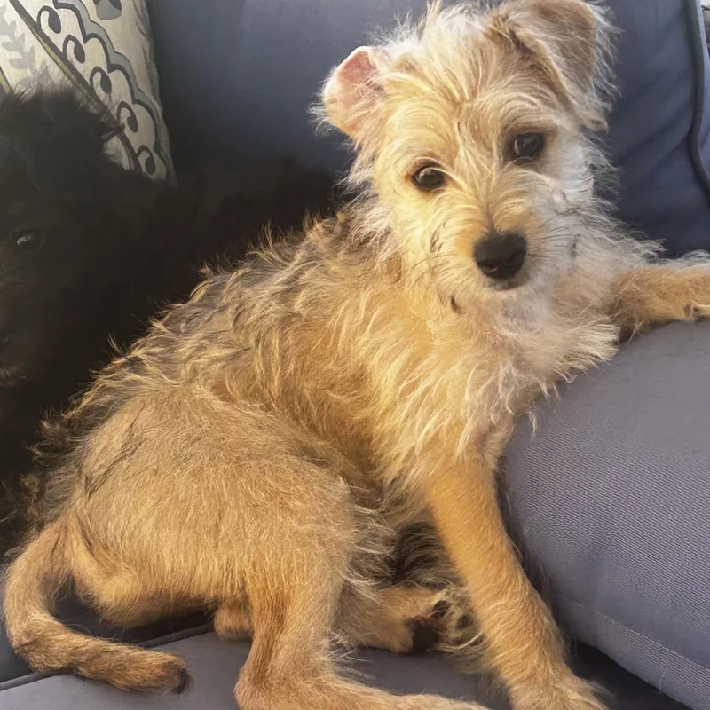 A baby small-sized male White / Cream Poodle dog named Mario for adoption in Escondido, CA